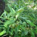 Wild Olive